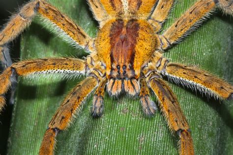 ARAÑA BANANERA» Características, Alimentación, Hábitat - Cumbre Pueblos