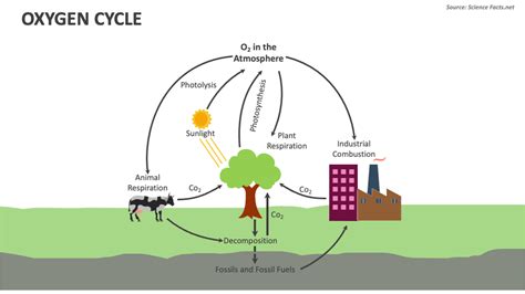 Oxygen Cycle PowerPoint Presentation Slides - PPT Template