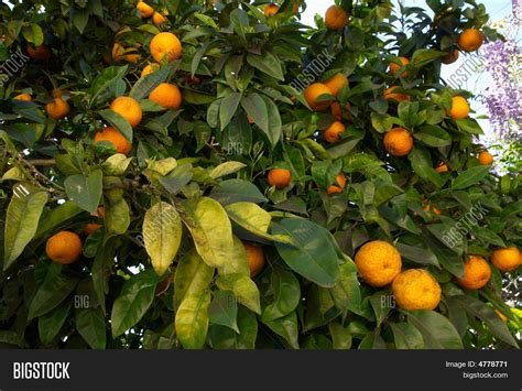 Orange Tree Bearing Fruit Set Image & Photo | Bigstock