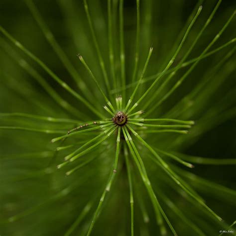 Snake Grass Photograph by Alexander Fedin - Fine Art America