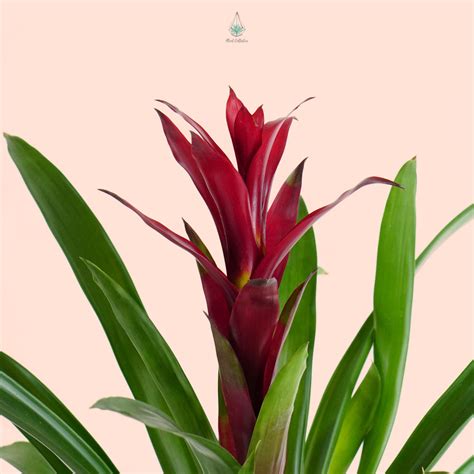 Guzmania Bromeliad– Plant Collective