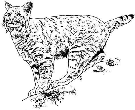 Bobcat Keep His Eyes On His Prey Coloring Pages : Best Place to Color | Coloring pages, Coloring ...