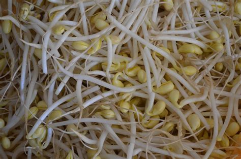 Bean Sprouts Free Photo Download | FreeImages