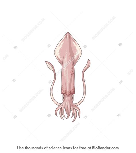 Free Longfin inshore squid (Loligo pealeii) Icons, Symbols & Images ...