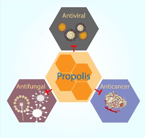 Summary of the potential uses of propolis in oral health and medicine ...