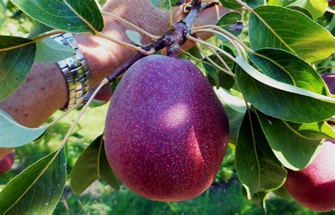 Red d'Anjou pear fruit tree variety | ANFIC