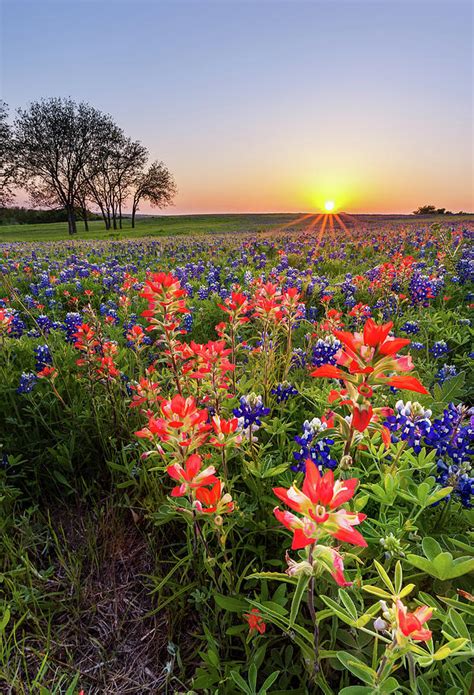 Texas wildflower - bluebonnet and indian paintbrush field at su ...