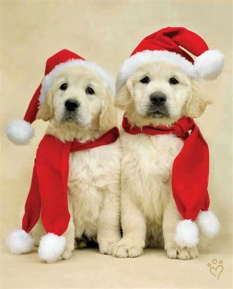 Puppies | Cute puppies, Christmas puppy, Christmas animals