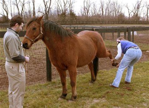 Physical Therapy for Stifle Problems in Horses – The Horse | Horses ...