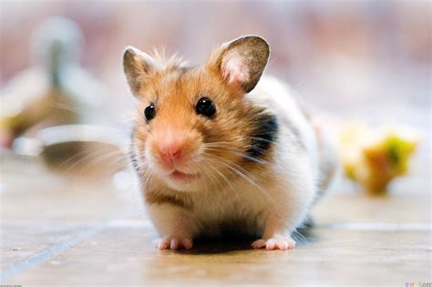 hamster, Rodent, Pet, Cricetinae Wallpapers HD / Desktop and Mobile Backgrounds