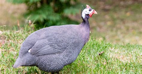 5 things you didn’t know about Guineafowl