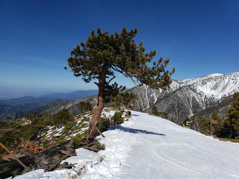 I skied Mount Baldy today, probably the only North American ski area ...