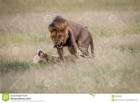 Lion Couple Mating in the High Grass. Stock Image - Image of carnivore ...