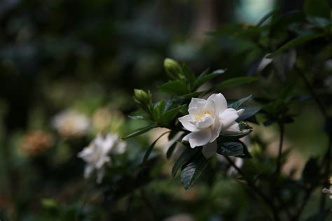 When Do Gardenias Bloom? Tips, Facts, & FAQ | House Grail