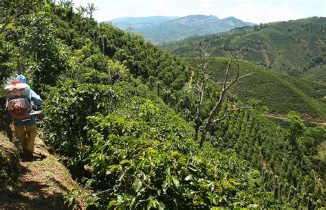 Costa Rica's coffee sector to receive $2 million to improve farming practices