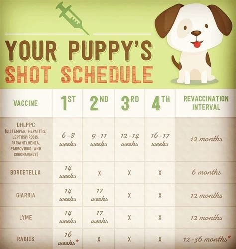 Daily Routine Printable Puppy Schedule