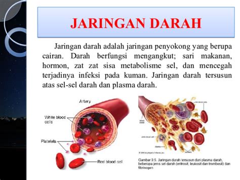 Fungsi Jaringan Darah - Homecare24