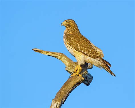 The Golden Hawk Photograph by Mark Andrew Thomas