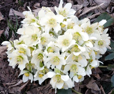 Photo #69019 | Helleborus niger | plant lust