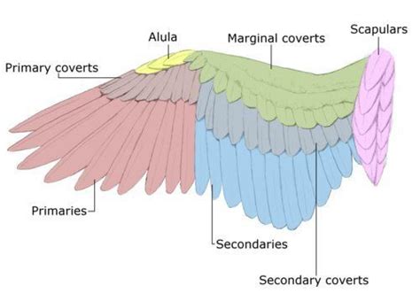 Position and layering of feathers on an Eagle | Bird wings, Wings art, Wings drawing