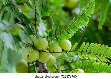 Phyllanthus Emblica Emblic Myrablan Malacca Tree Stock Photo 726876760 | Shutterstock