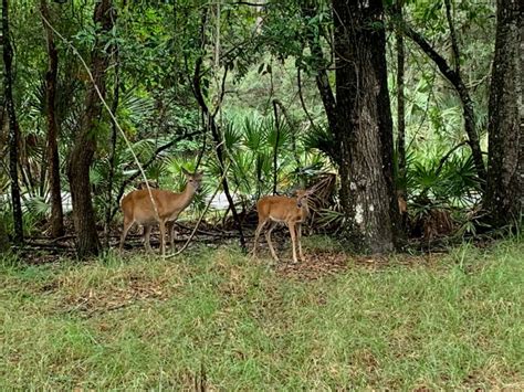 Manatee Springs State Park Camping - Florida Family Nature