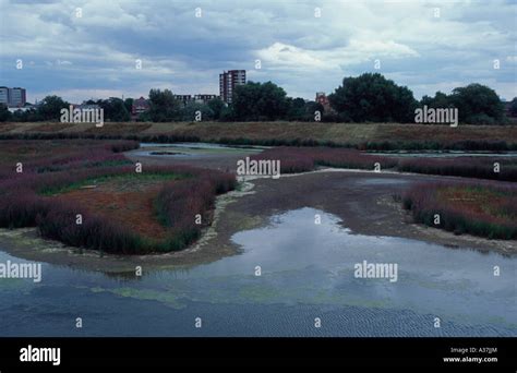 London Wetland Centre, Barnes, London SW13, UK Stock Photo - Alamy