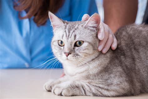 What is feline leukemia? | How to care for a cat with FeLV