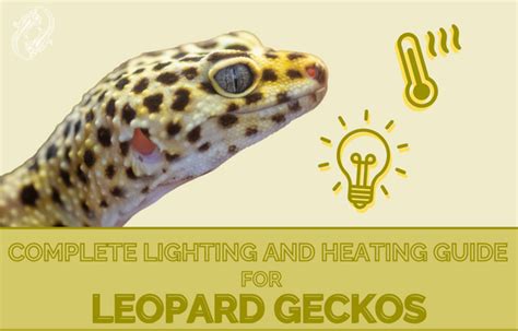 Leopard Gecko Complete Lighting and Heating Guide – Zen Habitats