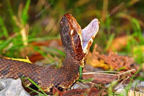 Venomous Water Moccasin Snake Stock Photo by ©Wirepec 128542554