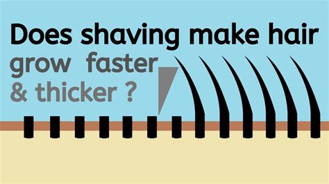 Does shaving make hair grow thicker? | Does shaving make hair thicker? | Does hair regrow faster ...