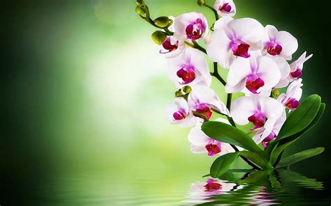 Top 79+ orchids wallpaper latest - in.coedo.com.vn