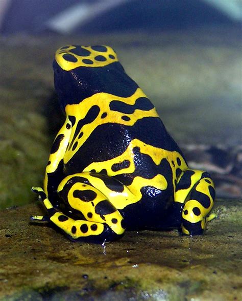 File:Yellow-banded.poison.dart.frog.arp.jpg - Wikipedia