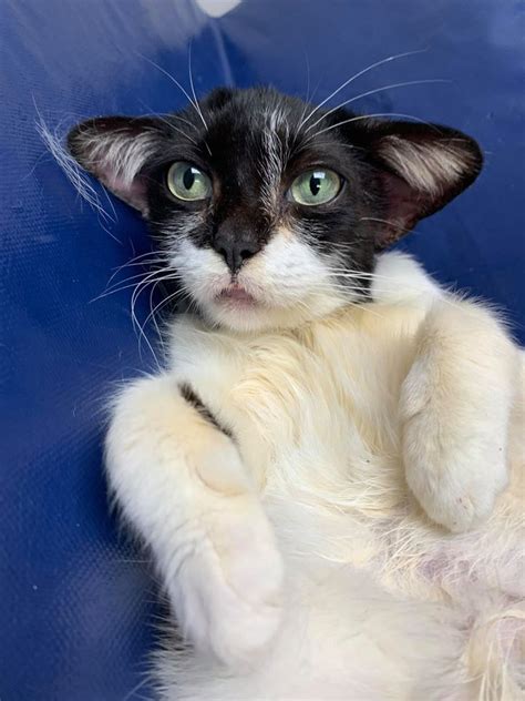 Baby Yoda Cat Melts Hearts and Looking for New Home | Chip and Company | Yoda cat, Kitten rescue ...