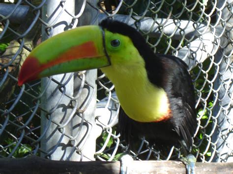 Toucan Rescue Ranch: Progress with young rescued toucans