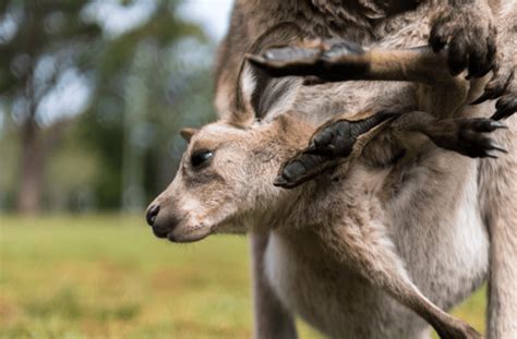 8 Fascinating Baby Kangaroo Facts - Mighty Little Marsupial Wonders - Animal Corner