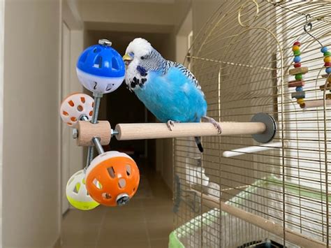 Perch Toy With Rotating Balls for Budgies Budgerigars - Etsy