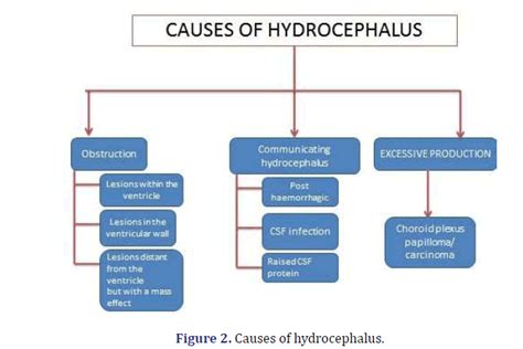 experimental-surgery-hydrocephalus