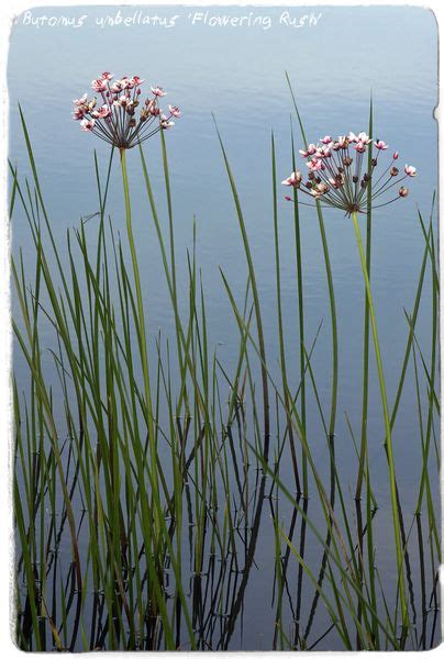 Butomus umbellatus 'Flowering Rush' 100+ SEEDS | Papaver Somniferum ...