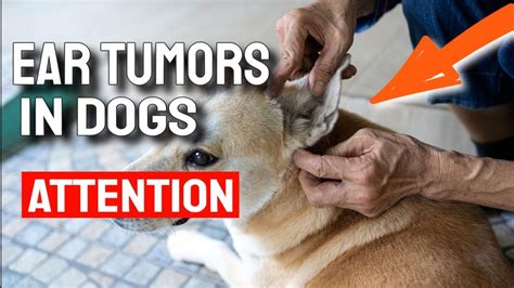 🐶EAR TUMORS IN DOGS - Symptoms, Causes, and What to Do - YouTube