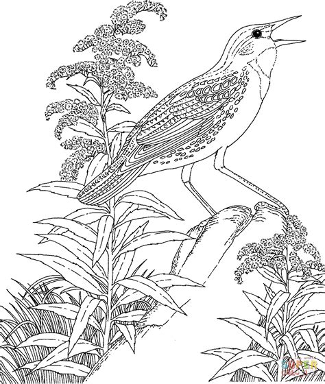 Meadowlark and Wild Sunflower Kansas State Bird and Flower ... Flag Coloring Pages, Flower ...