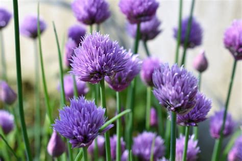 Photo of Purple and Green Flowers · Free Stock Photo