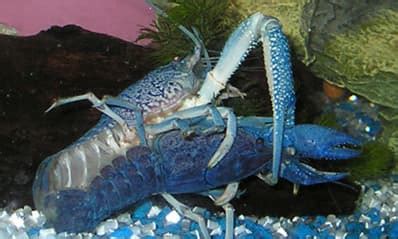 Breeding and Life Cycle of Crayfish - Shrimp and Snail Breeder