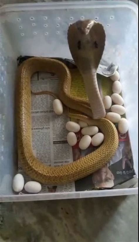 Cobra filmed laying 23 eggs in Odisha capital, video goes viral ...