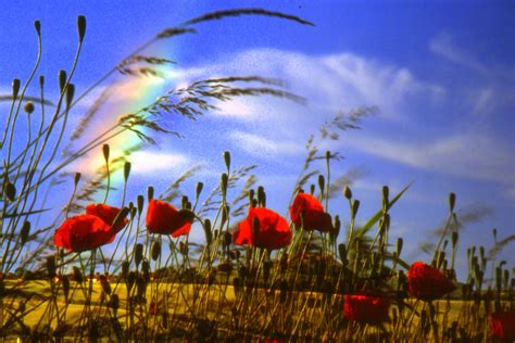 Remembrance Day (also known as Poppy Day, Armistice Day | Flickr