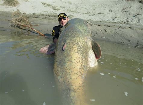 Monster Wels Catfish Caught, Is It A Record?