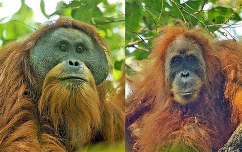 Orang Pendek: Is There An Unknown Great Ape In Remotest Sumatra ...