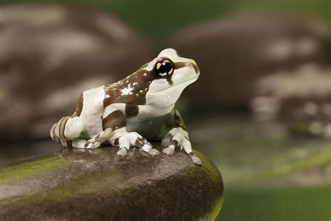 Top Facts About The Amazon Milk Frog - WorldAtlas