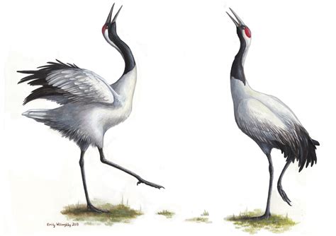 Dancing Red-crowned Cranes – Emily Willoughby Art