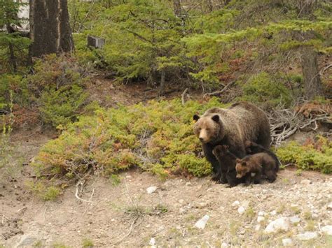 Grizzly bear No. 122 shows his dominance in Banff National Park | Banff national park, Bear ...